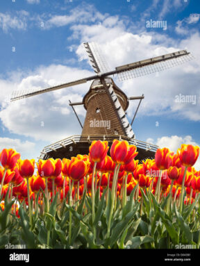moulin-avec-des-tulipes-holland-d643by.jpg
